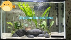 20 gallon fish tank ideas: It’s interesting