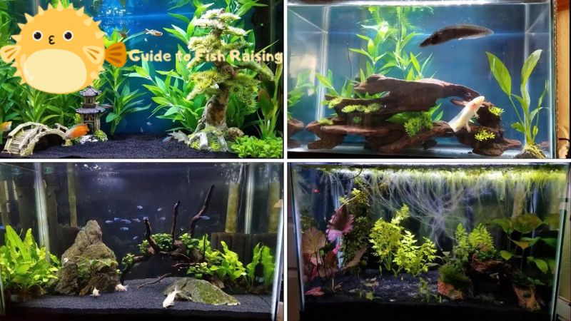 20 gallon fish tank ideas