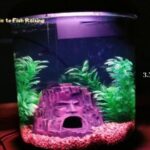 3.5 gallon tank fish