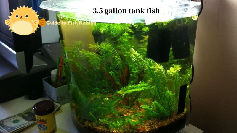 3.5 gallon tank fish