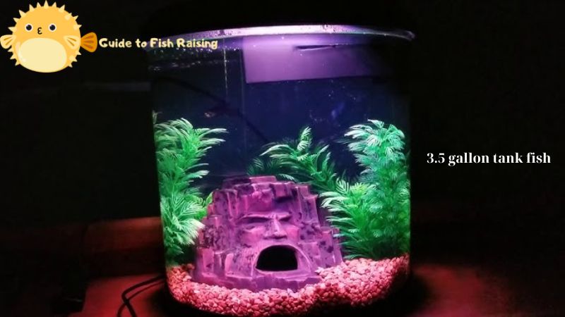 15 best fish 3.5 gallon tank fish