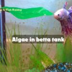 Algae in betta tank