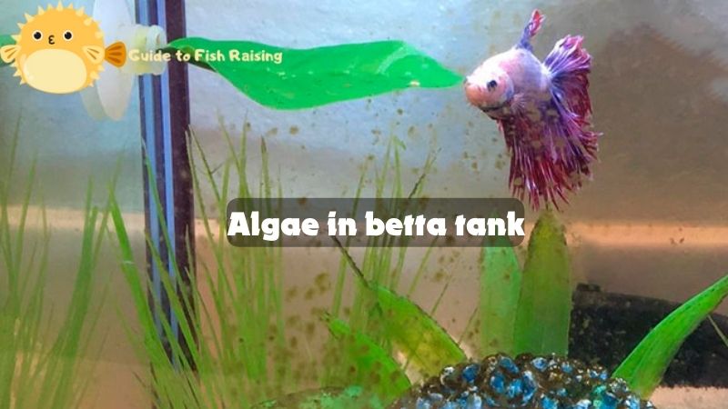 Algae in betta tank – Algae is not a bad thing