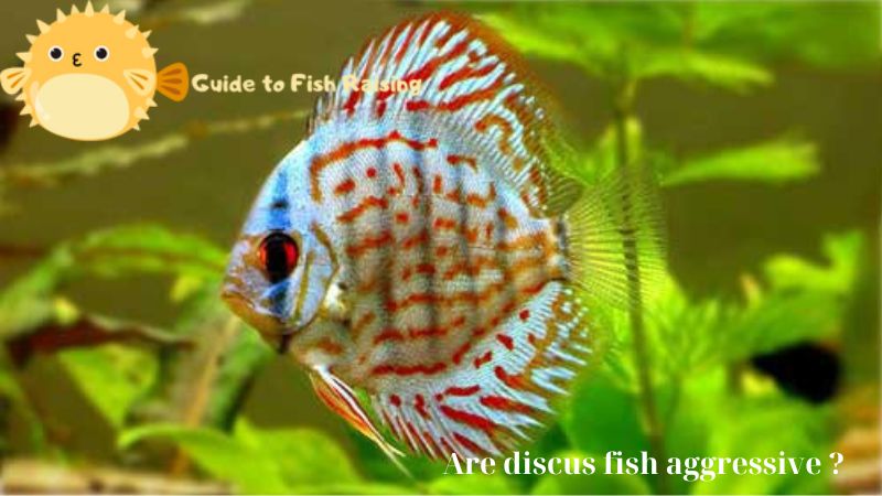 Are discus fish aggressive ?