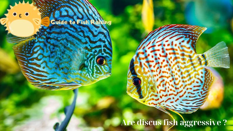 Are discus fish aggressive