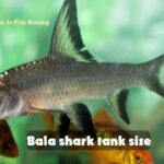 Bala shark tank size