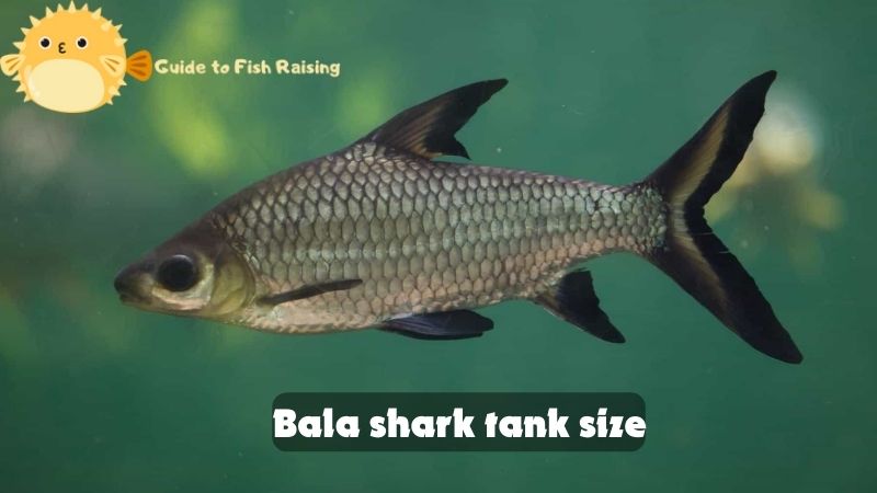 Bala shark tank size