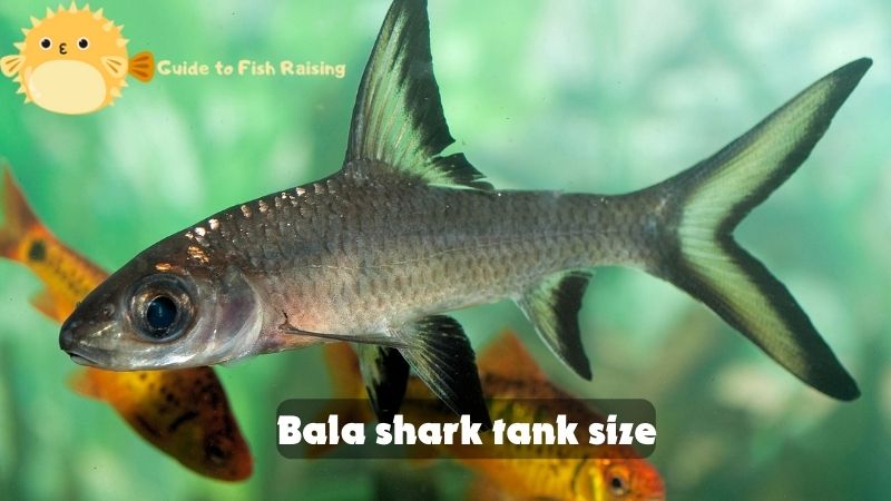 Bala shark tank size