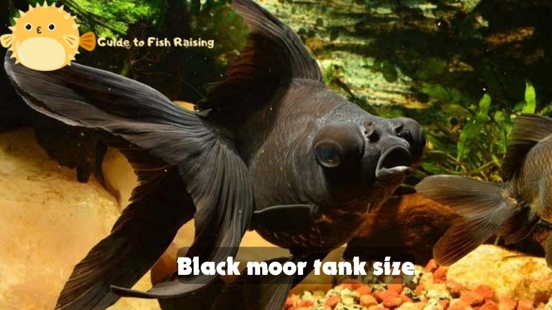 Black moor tank size