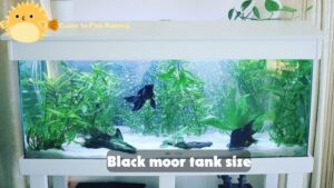 Black moor tank size