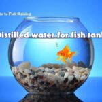 Distilled water for fish tank