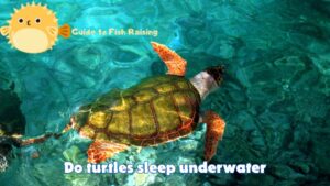 Do turtles sleep underwater ? The truth is revealed!