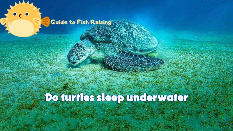 Do turtles sleep underwater