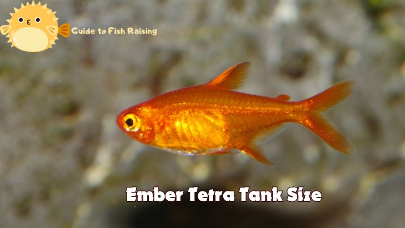 Ember Tetra Tank Size