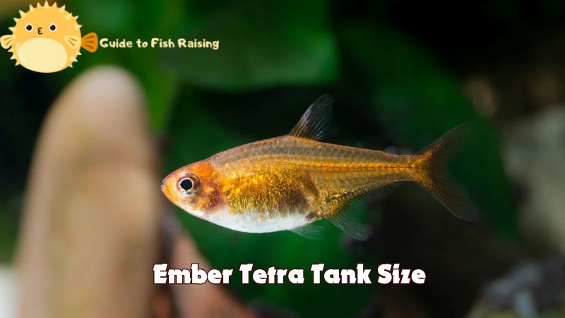 Ember Tetra Tank Size