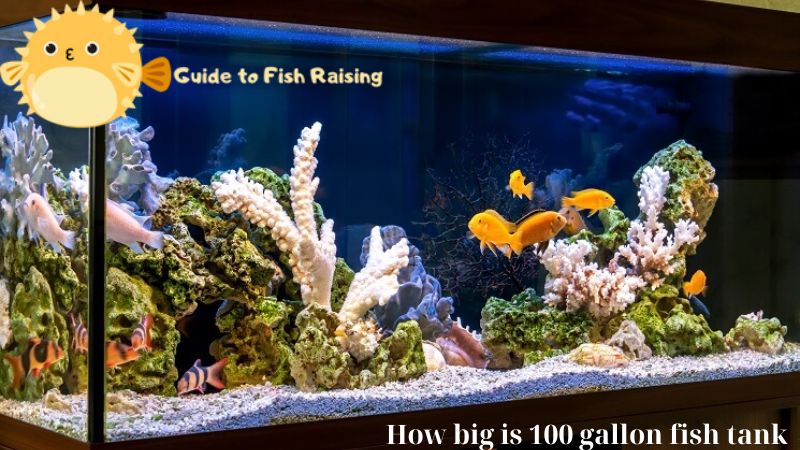 How big is 100 gallon fish tank