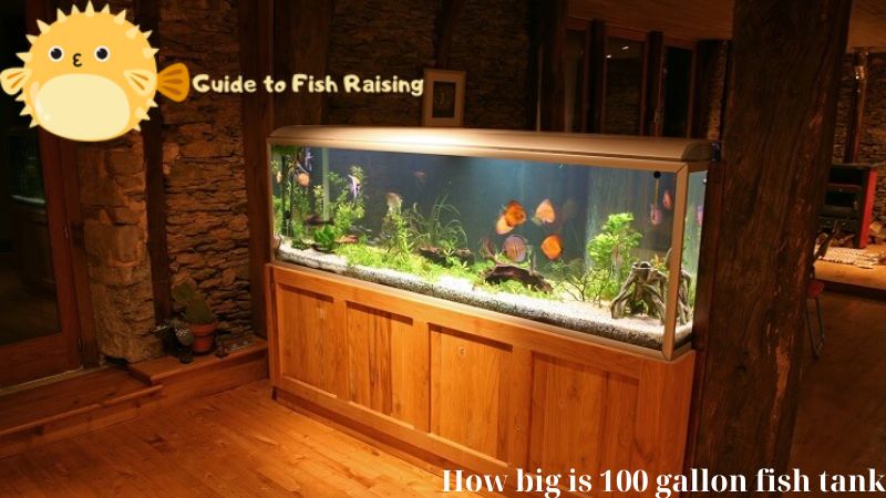 How big is 100 gallon fish tank