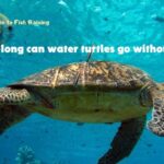 How long can water turtles go without water