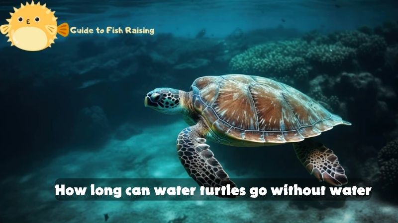 How long can water turtles go without water