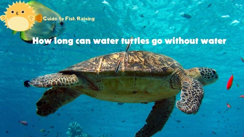 How long can water turtles go without water