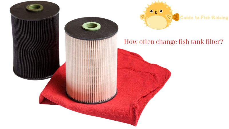 How often change fish tank filter