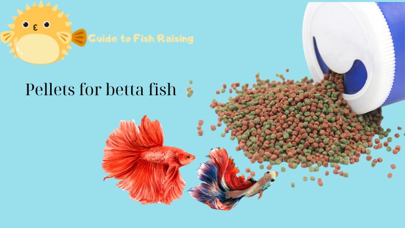 Pellets for betta fish you need try now