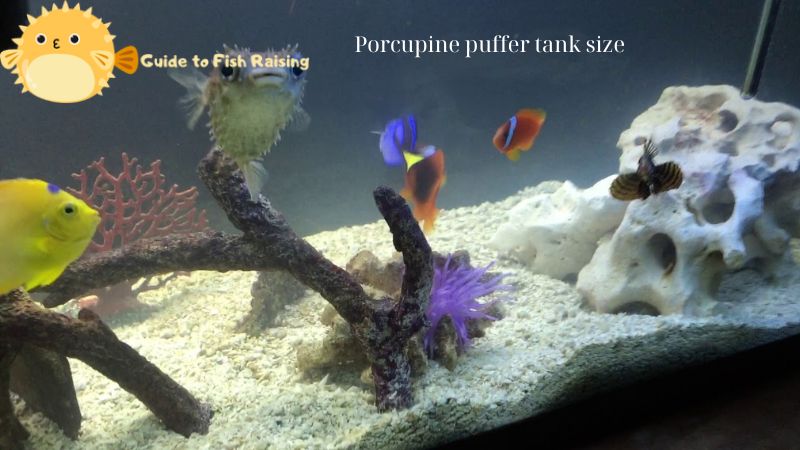 Porcupine puffer tank size