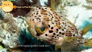 Porcupine puffer tank size