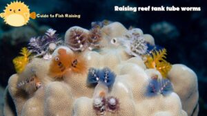 Raising reef tank tube worms