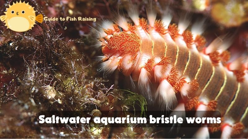 Saltwater aquarium bristle worms