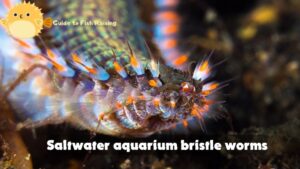 Saltwater aquarium bristle worms