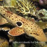 Saltwater sharks for fish tanks