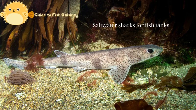 Saltwater sharks for fish tanks