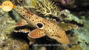 Saltwater sharks for fish tanks