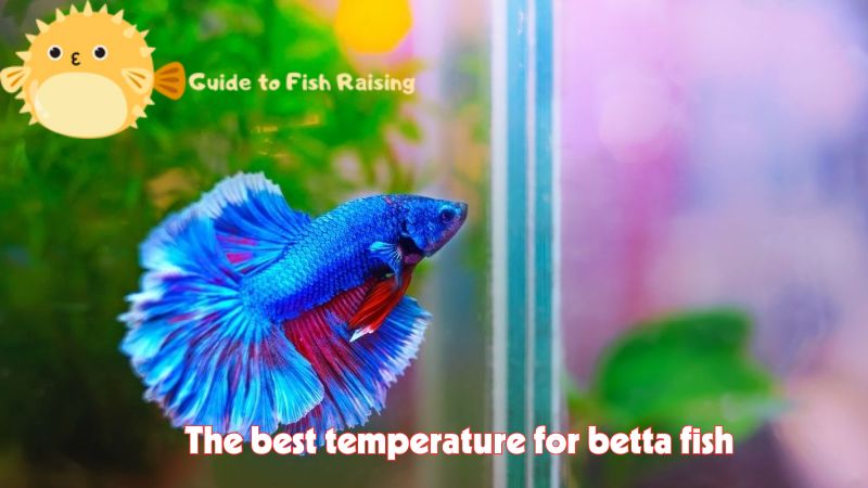 The best temperature for betta fish