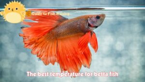 The best temperature for betta fish