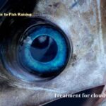 Treatment for cloudy eye in fish