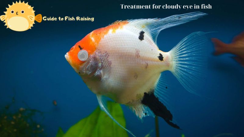 Treatment for cloudy eye in fish