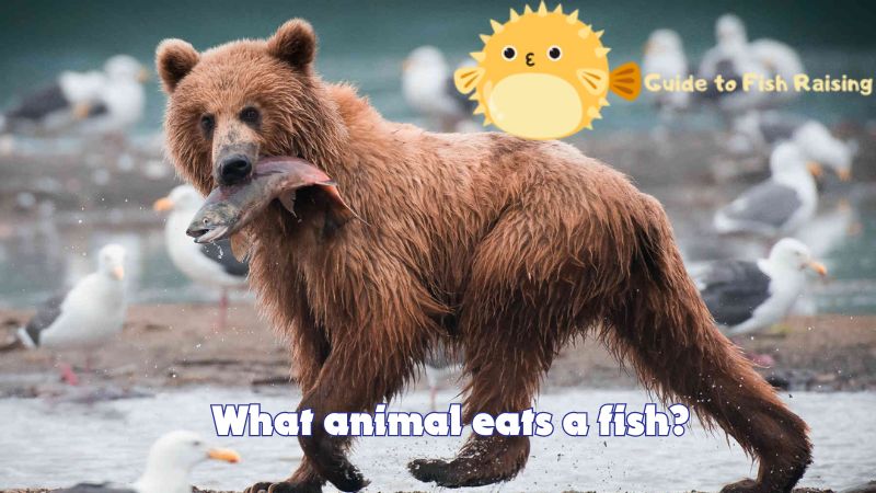 What animal eats a fish