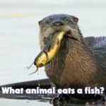 What animal eats a fish