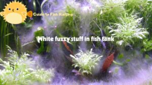 White fuzzy stuff in fish tank – best explanation