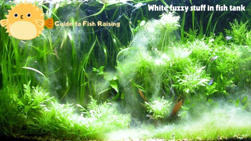 White fuzzy stuff in fish tank