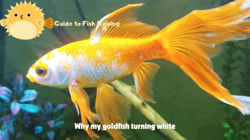 Why my goldfish turning white