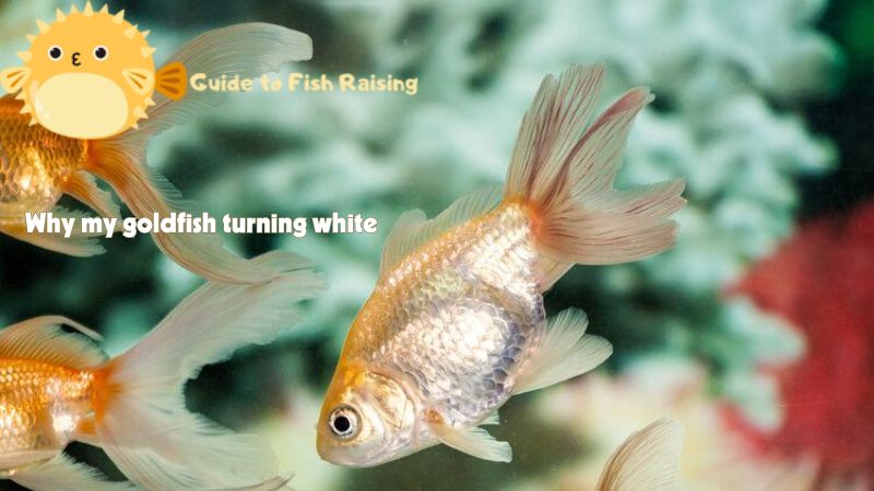 Why my goldfish turning white