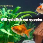 Will goldfish eat guppies