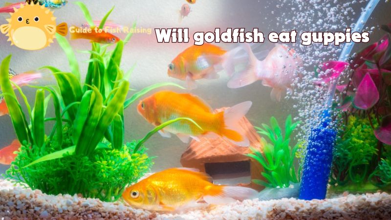 Will goldfish eat guppies