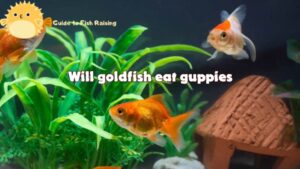 Will goldfish eat guppies