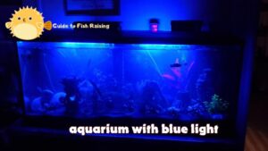 What is aquarium with blue light