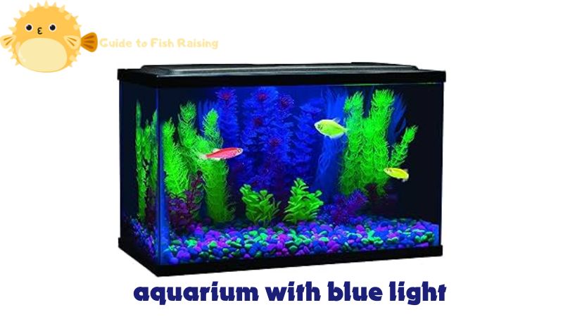 aquarium with blue light 