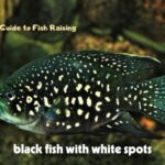 black fish with white spots